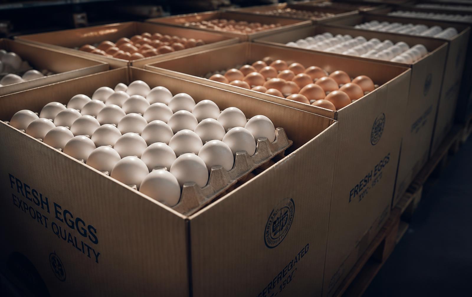 Export-quality eggs in moulded trays inside stacked cartons at a warehouse